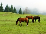 Julské Alpy – vzhůru od Bohinjského jezera