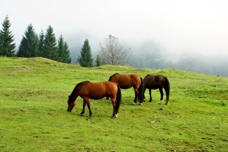 koně za obcí Stara Fužina